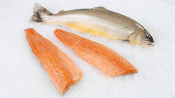 Arctic Char fillets and whole Arctic Char on ice