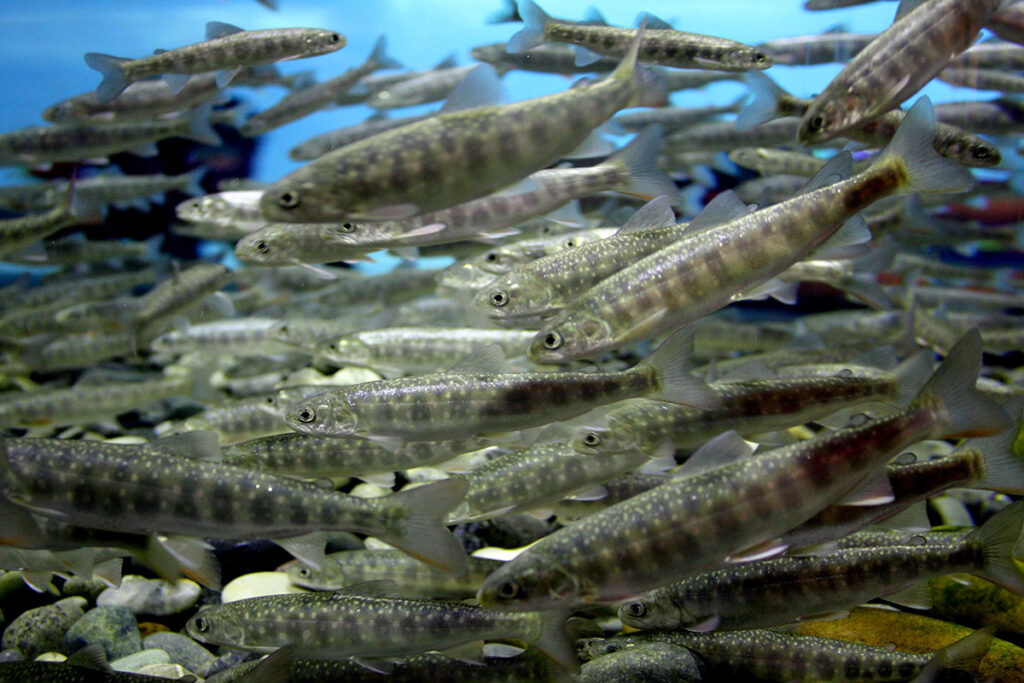 A large cluster of Arctic Charr