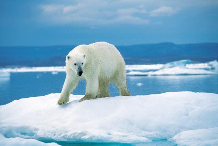 Polar Bear standing on an iceberg